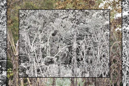 An black and white image of trees and plants positioned over a larger colour image of plants and trees, itself positioned on a larger black and white image of trees and plants An black and white image of trees and plants positioned over a larger colour image of plants and trees, itself positioned on a larger black and white image of trees and plants